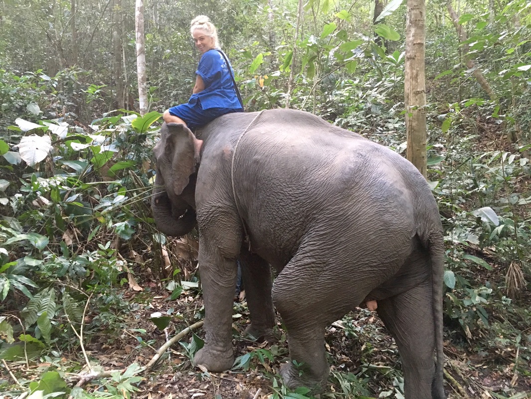 thailand, chiang mai, food market, elephant tour, elephant riding
